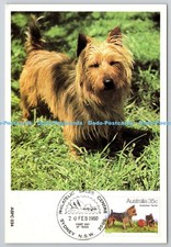 D329568 Australian Terrier. Fritz Prenzel. Australian Dogs. Asher. Leigh Mardon.