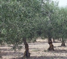 Olea Europaea Fully Hardy Garden Olive Tree 5-6ft Tall in a Pot By Direct Plants