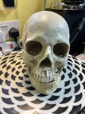 Resin human skull - human,