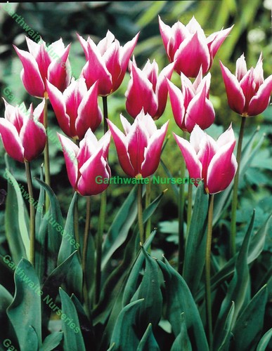 Claudia lily flowering - 50,