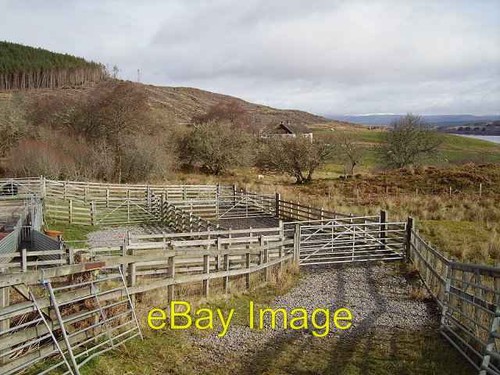 Photo 6x4 sheep pens - 6x4,
