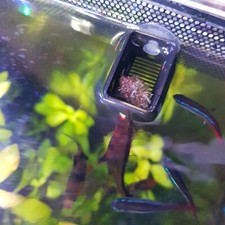 Aquarium Frozen Food Feeding Cup Tray Feed Live Artemia Bloodworm Brine Shrimp 