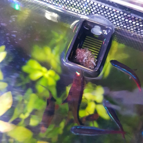 Aquarium frozen food feeding - food,