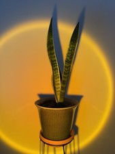 Snake Plant 30cm Pot Included