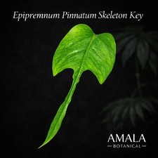 Epipremnum Pinnatum Skeleton