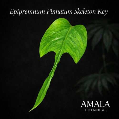 Epipremnum pinnatum skeleton - pinnatum,