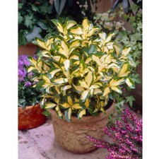 T&M Euonymus Blonde Beauty