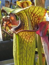 Sarracenia alata double - sarracenia, “double