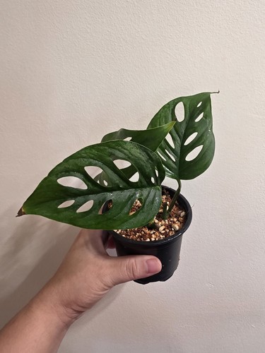 Monstera adansonii 9cm hang - monstera, in