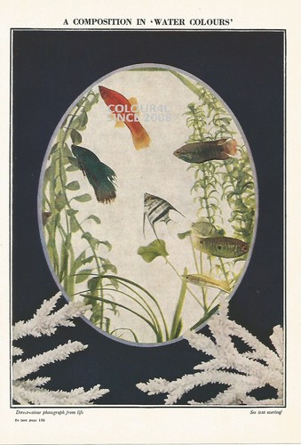Fish tropical mexican - tropical,