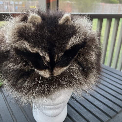 Raccoon hat 100 - 100%, natural