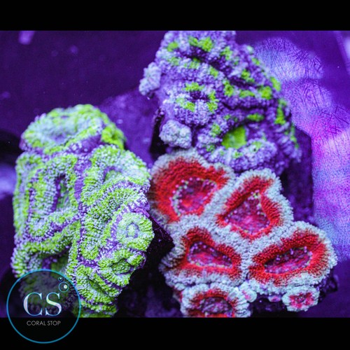 Acan puck colony - puck, wysiwyg