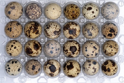 Quail eggs family - eggs, and