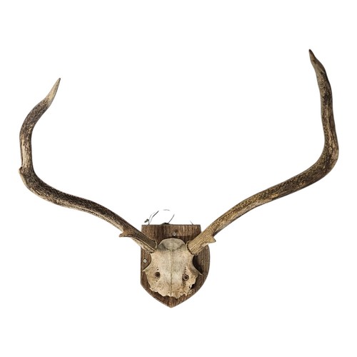 Vintage large red deer stag - deer,