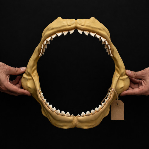 Tiger shark jaws 40cm - tiger, hand