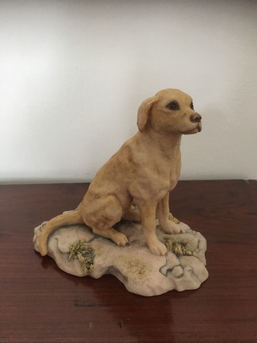 Teviotdale golden labrador - teviotdale,