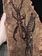 10x Eurycantha horrida eggs