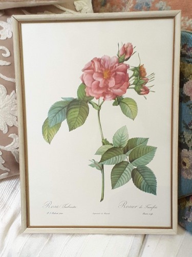 Botanical framed print rosa - botanical,