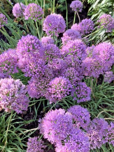 Allium senescens glaucum bee - allium,