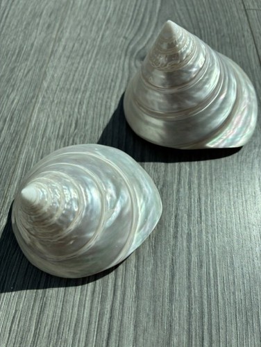 Superb natural trochus - x,