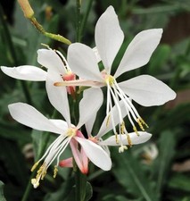 Gaura The Bride HP, Sow Feb-Sept Hardy Perennial, White Dancing Flowers 20 Seeds