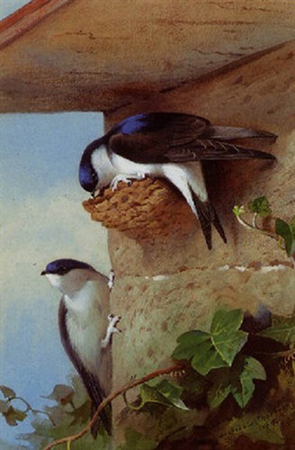 Archibald thorburn print - thorburn,