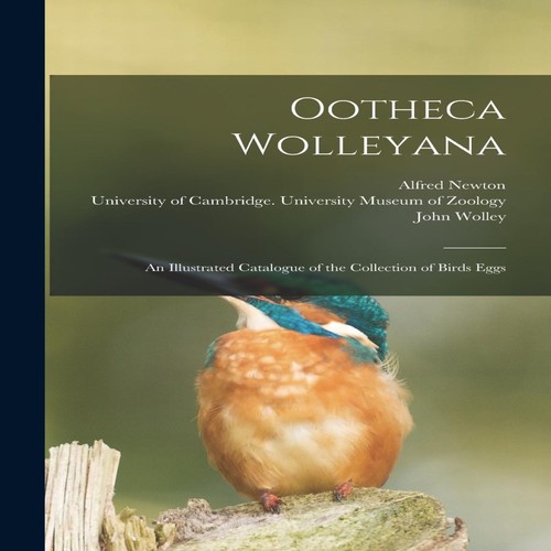 Ootheca wolleyana an - wolleyana:,