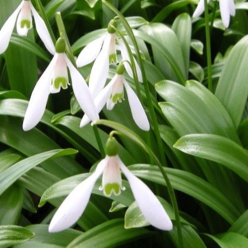 15x woronowii snowdrop - woronowii,