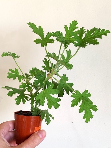 Pelargonium westerlund rose - dr,