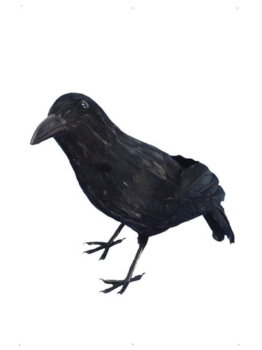 New fake crow - fake, /
