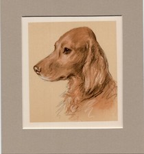 Lucy Dawson  ~ Irish Setter ~