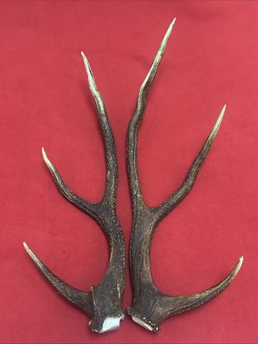 Pair sika deer - pair, antlers