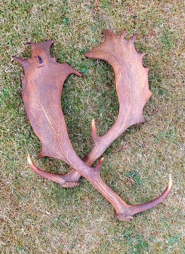 Matched pair antique fallow - matched,
