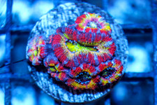 WYSIWYG Lunar UFO Rainbow Acan