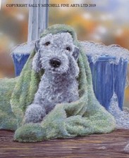 Paul Doyle New Bedlington Terrier Limited Edition Print 'Bedlington Bathtime'