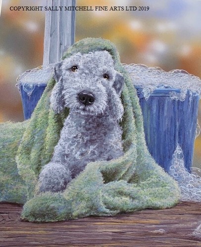 Paul doyle new - new, bedlington