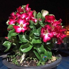 2 Seeds Adenium Obesum Dwarf