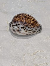 Tiger Cowrie Shell Cypraea