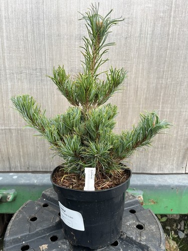 Japanese white pine - japanese,