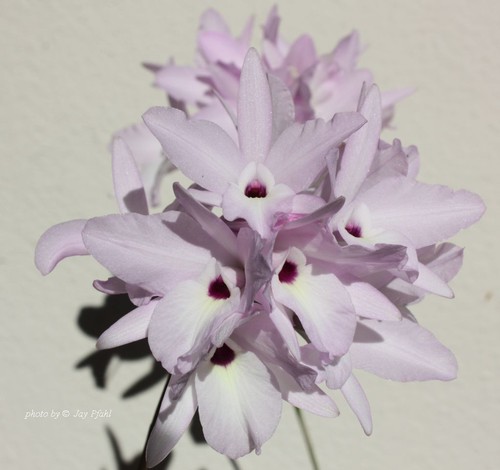 Rare cattleya laelia rubescens - rare,
