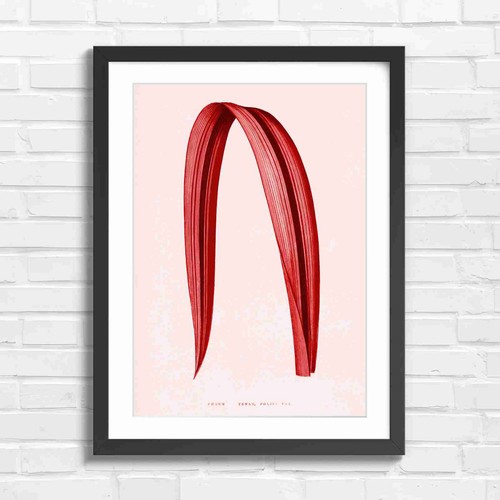 Botanical striped phormium - botanical,