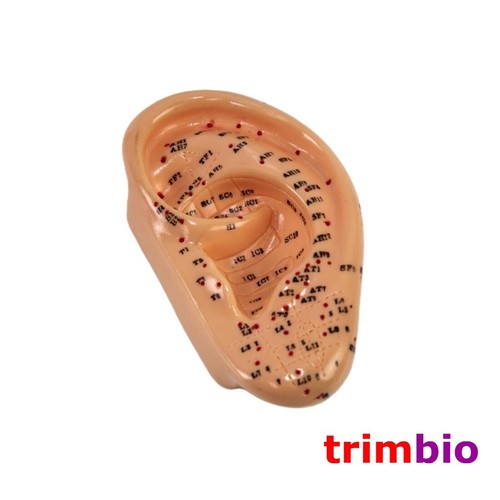Ear acupuncture model - ear,