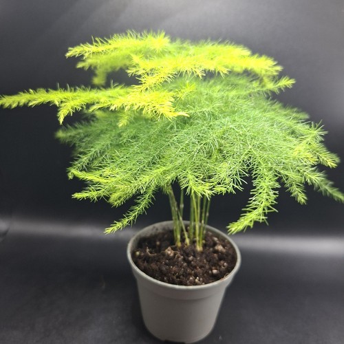 Asparagus fern house - house, plant
