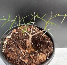 Rare  Bursera paradoxa WYSIWYG