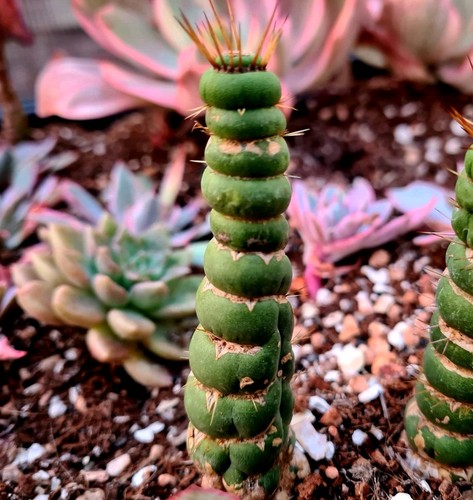 Eulychnia castanea spiralis - eulychnia,