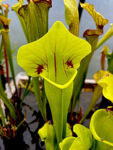 Sarracenia one off - off, peaches