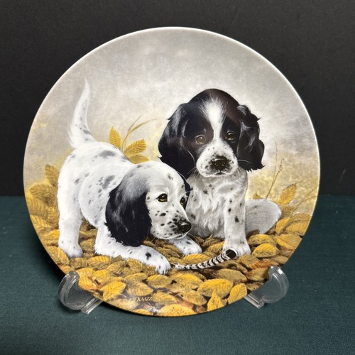 English setter dog - english,