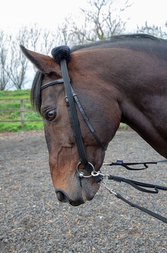 Shires lunging adapter removes - lunging,