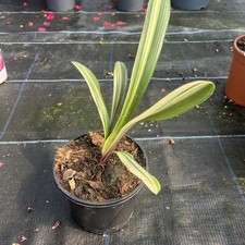 Clivia miniata variegated -