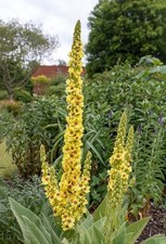 mullein yellow verbascum